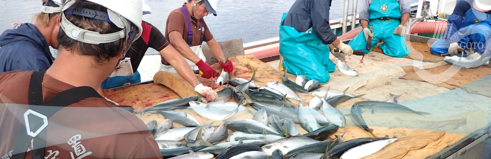 五島の夏の魚 五島の旬の魚 長崎県 五島漁業協同組合 五島漁協公式サイト